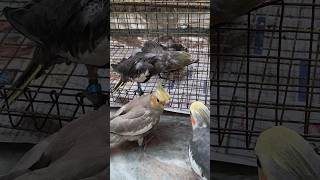 Hand tamed Cockatiel  Cockatiel training viralvideo tranding cockatielbird cockatiel [upl. by Mallin463]