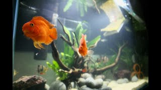 EPIC AQUARIUM FEEDING  Blood Parrots Tiger Barbs Clown Loaches [upl. by Allsopp]