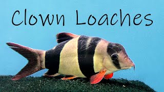 Clown Loaches The Ultimate Guide to Keeping These Playful and Fascinating Fish [upl. by Patten]