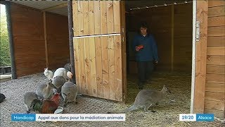 La fondation Sonnenhof lance un appel aux dons pour la médiation animale [upl. by Yelah619]