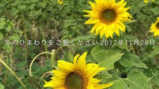 冬も咲いてるひまわり 観光農園花ひろば 2017年11月29日 [upl. by Edme]