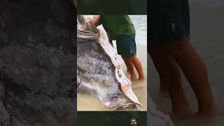 Shark Attack on huge Sunfish fishing shortfeeds ytshorts [upl. by Tegdig874]