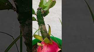 Grow Dragon at Home  Using Aelovera farming plants shorts [upl. by Arianne]