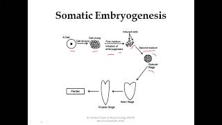 Somatic Embryogenesis [upl. by Bronnie762]