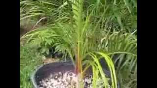 Dypsis video 2 [upl. by Ebby]