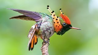 7 Colibris Mais Exóticos E Bonitos Do Mundo [upl. by Biebel296]