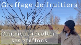 Greffage  Comment récolter et conserver ses greffons [upl. by Dinsdale]