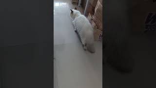 music song lyrics cat musicalpaws musicgenre cute catsmusical musicstyle puppy [upl. by Salb]