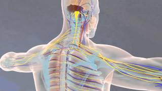 Of Anatomy and Physiology 2013  3D Animation [upl. by Letniuq344]