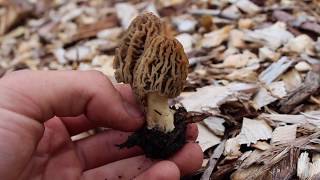 MORELS IN PAUL GAUTSCHIS ORCHARD 2019 [upl. by Yelrah]