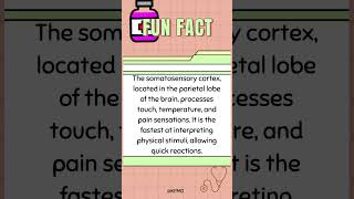 ⚡ The Brains Fast Lane Where Does Sensory Info Get Processed the Quickest mededtrivia quiztime [upl. by Grant]