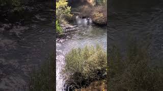 Stanislaus River higher flows102524 [upl. by Pineda]