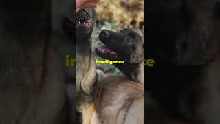 German Shepherds K9 Heroes 🐾 germanshepherd dog dogs pets shorts shortsfeed k9 new facts [upl. by Ayerim]