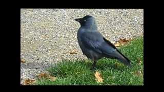 Eurasian Jackdaw Copenhagen Denmark [upl. by Eryt]