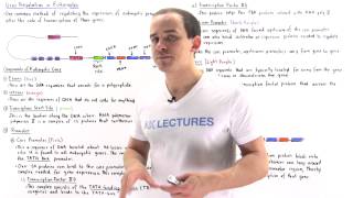 Gene Regulation in Eukaryotes [upl. by Marlow]