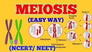 CELL DIVISION  MEIOSIS EASY WAY  NCERT NEET [upl. by Analrahc]