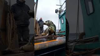 A baby seal came onto a human boat and people seemed to love it very much animals cute [upl. by Anamor568]