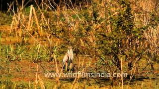 Grey Heron in Bharatpur [upl. by Anerbes]