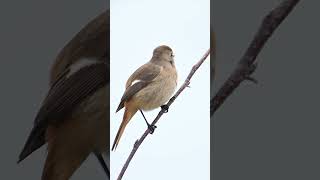 ジョウビタキDaurian Redstart [upl. by Elisabetta202]