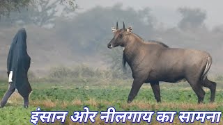 Nilgai aur Insan me se kaun darta hai  Techearth 💐💐 [upl. by Acinor589]