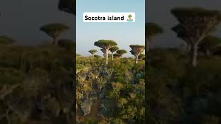 Socotra island short viralvideo island [upl. by Nadroj]