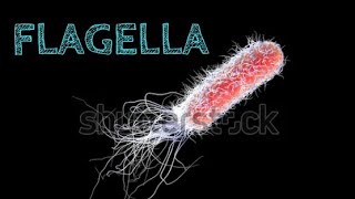 Flagella  structure types and function [upl. by Sheya]