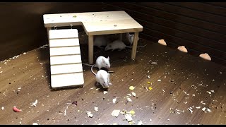 4 Hour Cat TV to Watch 🐭🐹🐁 Mouse squabble playing hide and seek for food 🐹🐁 Cat Tv Mouse [upl. by Erbes404]