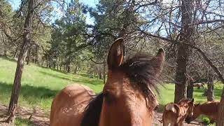 Satoshi Ōmura found a bacteria Streptomyces avermitilis where horses had cleared ground in Japan [upl. by Esilanna142]