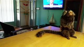 Marmoset monkey going crazy over whipped cream [upl. by Rae864]