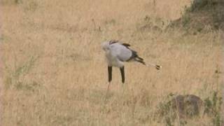 Secretary Bird [upl. by Yeoj]