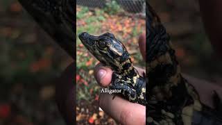 Baby Animal Roars VS Their Parents [upl. by Frankel]