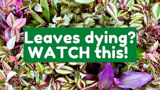 Why The Leaves On Your Tradescantia Are Dying  Tradescantia Care Guide [upl. by Valera844]