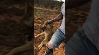 Live Market coyote trapping trapper [upl. by Alat]