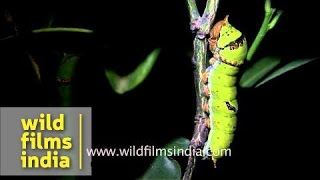 Caterpillar  Papilio demoleus [upl. by Stanfill]