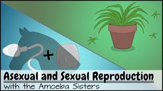 Asexual and Sexual Reproduction [upl. by Hynes290]