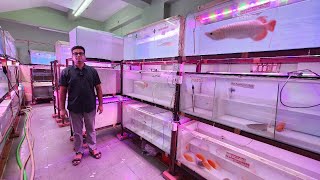 Lowest Price Arowana Fish at Asia Aquarium [upl. by Connor]