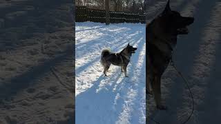 Our Norwegian elkhound [upl. by Savinirs273]