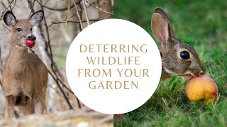 How to Deter Wildlife from your Garden [upl. by Gilges]