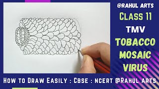 How to Draw TOBACCO MOSAIC VIRUS  TMV Easily Step by Step  CBSE  BIOLOGY RAHULArtsBiology [upl. by Prudhoe]