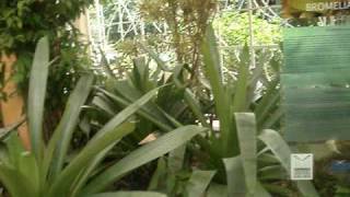 Bromeliário Burle Marx [upl. by Anastas]