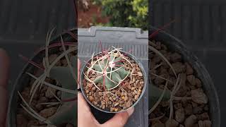 ferocactus emoryi cactus kaktus shortvideo shorts [upl. by Dorris]