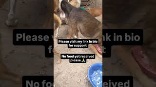 Urgent donations needed please for dogs treatment please 🙏🙏donatetoday animallovers [upl. by Nicko]