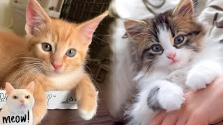 35 Seconds of Cats And Kittens Meowing Compilation [upl. by Noivad]