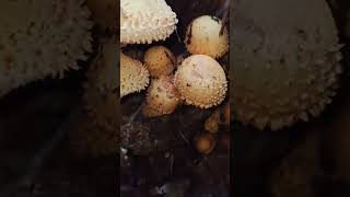 Pholiota squarrosaShaggy Scalycap mushroom fungi nature foraging food wildlife [upl. by Schmidt]