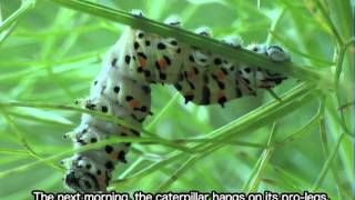 Tachinidae  Buquetia musca parasitizes a caterpillar of Papilio machaon [upl. by Fara]