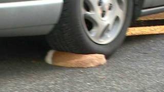 Cat gets ran over [upl. by Llenrod]