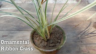 Ornamental Ribbon Grass Grow Propagation and Care  Phalaris Arundinacea [upl. by Suillenroc]