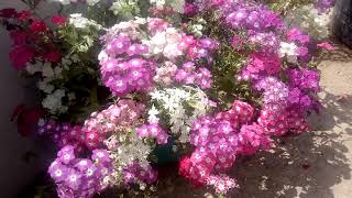 How to Grow Care Phlox in Pots [upl. by Erdei]