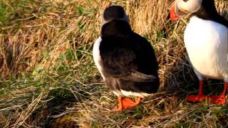 Lunde Puffin Fratercula arctica Runde NORWAY [upl. by Arber]