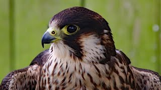 Peregrine Falcon Sounds  Peregrine Falcon Sound Effects  Peregrine Falcon Calls  Falcon Noises [upl. by Atteselrahc374]